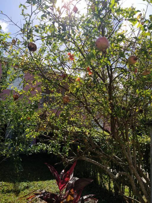 Dous'Inn Kreyol Appartement Avec Free Wifi Grand-Bourg Kültér fotó